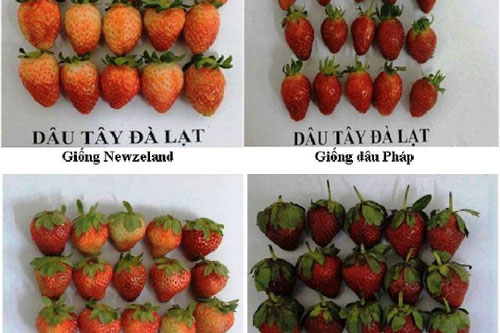 Cách đơn giản giúp bạn phân biệt dâu tây Đà Lạt và dâu tây Trung Quốc