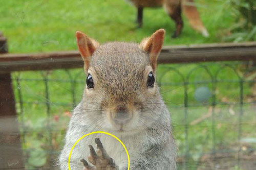 Khoảnh khắc cầu xin sự giúp đỡ của chú sóc nhỏ