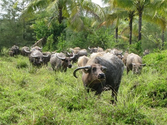 Doi binh trau co mot khong hai trong lich su Viet-Hinh-6