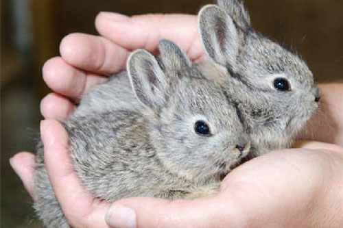 Những “gã tí hon” đặc biệt nhất trong thế giới động vật