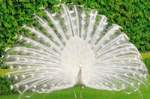 Mê mẩn trước vẻ đẹp của khổng tước trắng