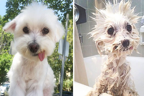 Ngỡ ngàng nhìn cún cưng xinh xắn biến thành “quái thú” khi tắm