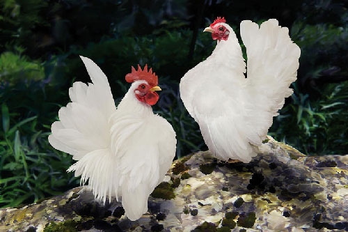 Chiêm ngưỡng vẻ đẹp của giống gà có dáng vương giả