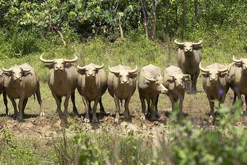 Đội binh trâu có một không hai trong lịch sử Việt Nam