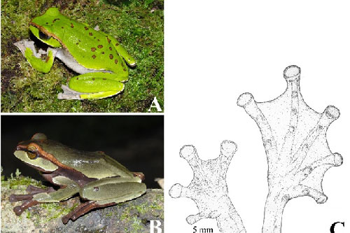 Phát hiện 3 loài ếch cây mới ở Việt Nam