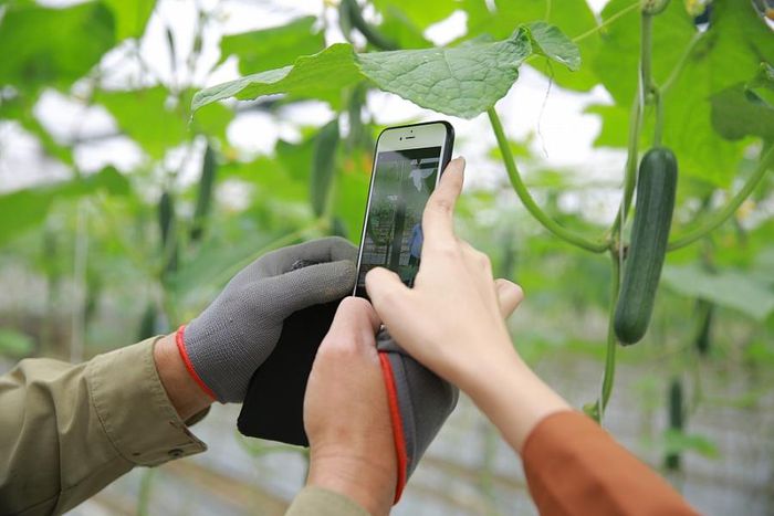 Vải thiều, dưa hấu, hành tím, mít Thái tiêu thụ mạnh trên sàn thương mại điện tử