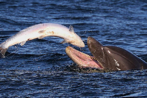 Những cảnh tượng “cá lớn nuốt cá bé” trong tự nhiên