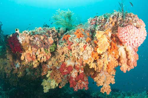 Rực rỡ sắc màu dải san hô vùng Raja Ampat