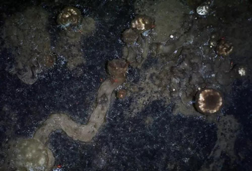 Giải mã những đường mòn màu nâu kỳ quái ở Bắc Cực