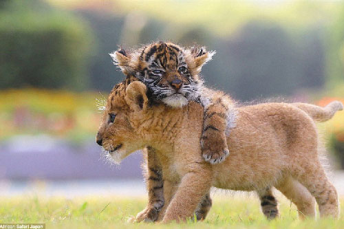 Chùm ảnh đẹp về tình bạn của sư tử và hổ con