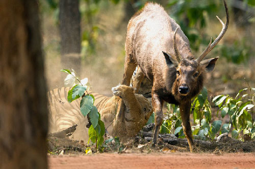 Chùm ảnh chú hươu mạnh mẽ thoát khỏi móng vuốt của hổ dữ