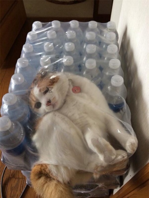   Mua một thùng nước, tặng một em mèo, có ai muốn không  