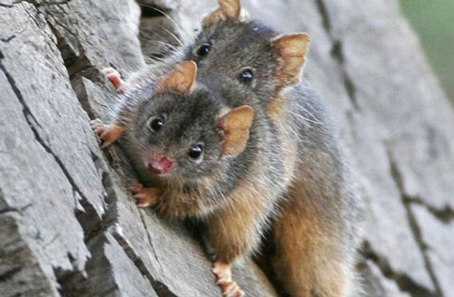 Loài vật có thời gian giao phối lâu nhất thế giới: Kéo dài tới 14 giờ, sẽ không dừng lại cho đến khi chết