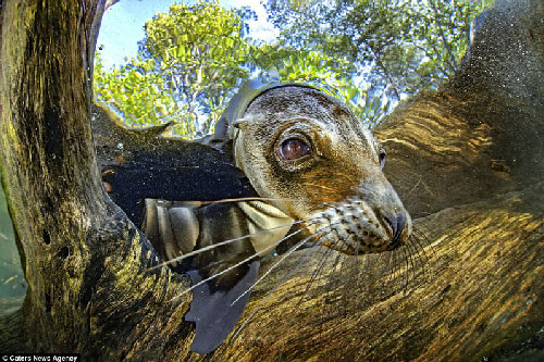 Ngắm chùm ảnh đẹp dưới đáy biển ở quần đảo Galapagos