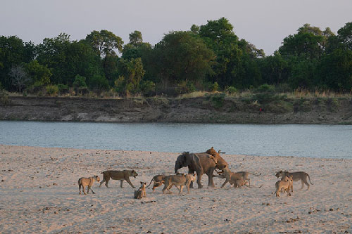 Chú voi thoát móng vuốt của 12 con sư tử trong gang tấc