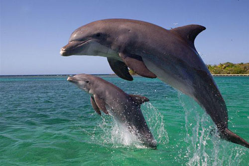 Có phải cá heo tiến hóa từ 1 loài động vật trên cạn?