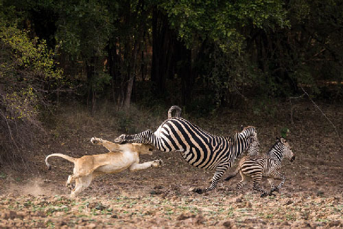 Ngựa vằn tung “liên hoàn cước” đánh văng sư tử