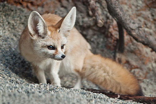 'Đổ gục' trước vẻ đáng yêu của cáo Fennec