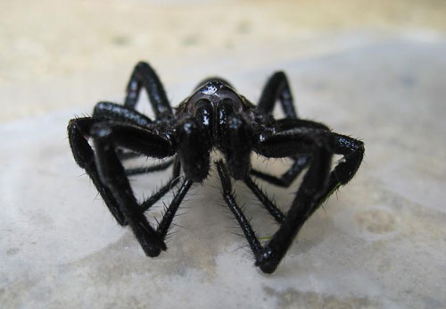 Kẻ săn mồi 8 chân “lười biếng" với nọc độc ngang ong bắp cày: Chiến thuật đơn giản mà hiệu quả!