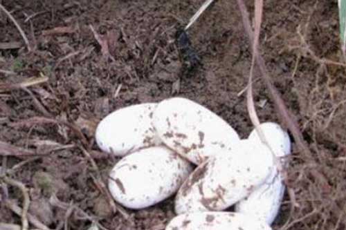 Mang ổ trứng nhặt được trên núi về cho gà ấp, vài ngày sau trứng nở, người đàn ông bị dọa cho hồn bay phách lạc