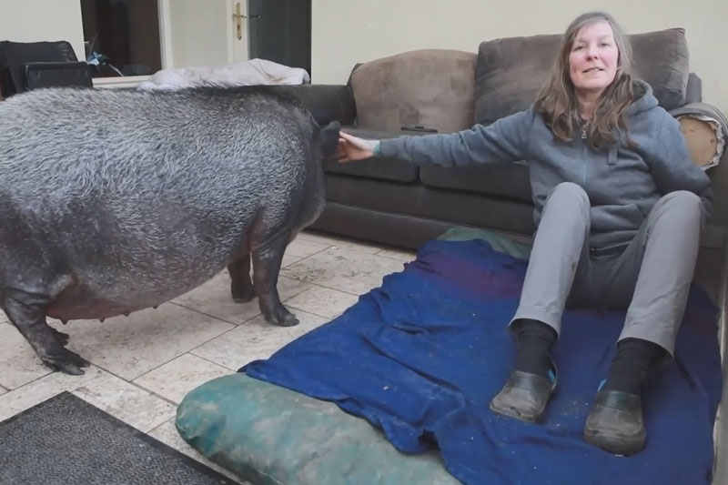 CLIP: Cặp vợ chồng Scotland nuôi lợn ỉ Việt Nam làm thú cưng