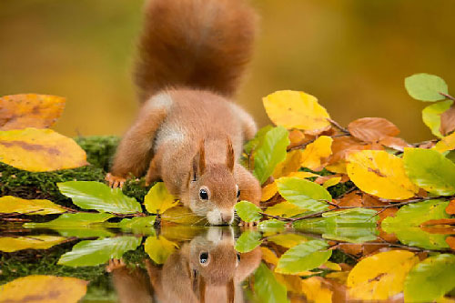 Những khoảnh khắc cực kỳ đáng yêu của loài sóc