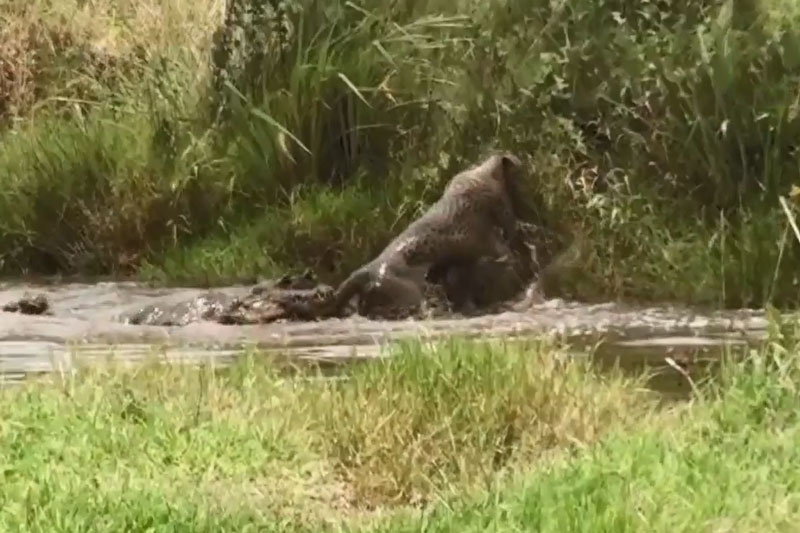 CLIP: Báo đốm suýt mất mạng vì săn hụt cá sấu