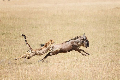 Cận cảnh màn săn linh dương đầu bò của báo đốm