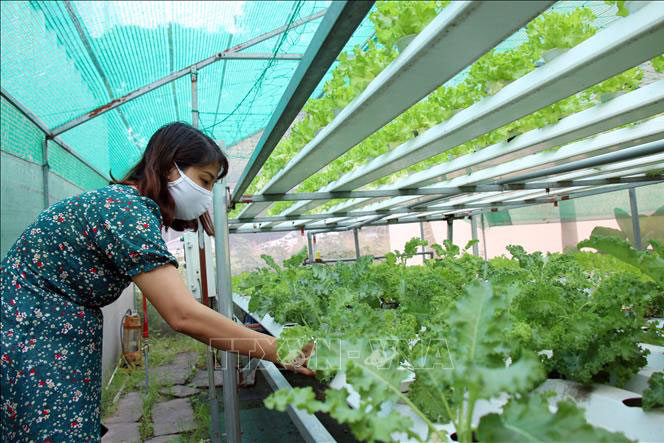 Người tiêu dùng Ngày Khoa học và Công nghệ Việt Nam 18/5: Khi 'dân công nghệ' đi làm nông