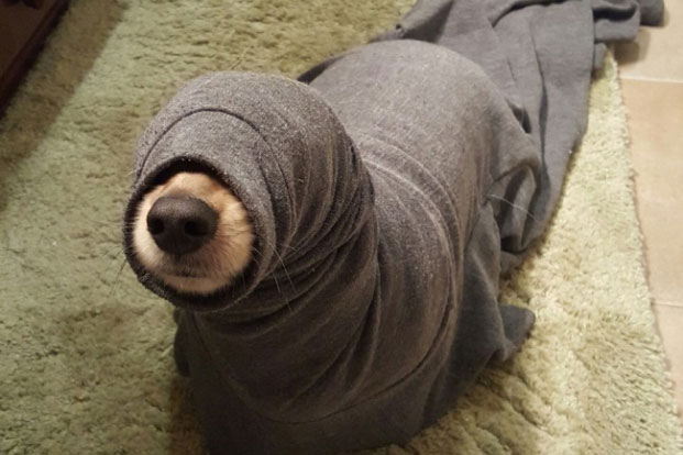 15 bức ảnh khi động vật 'mắc kẹt' vì những trò nghịch dại khiến ai cũng phải bật cười