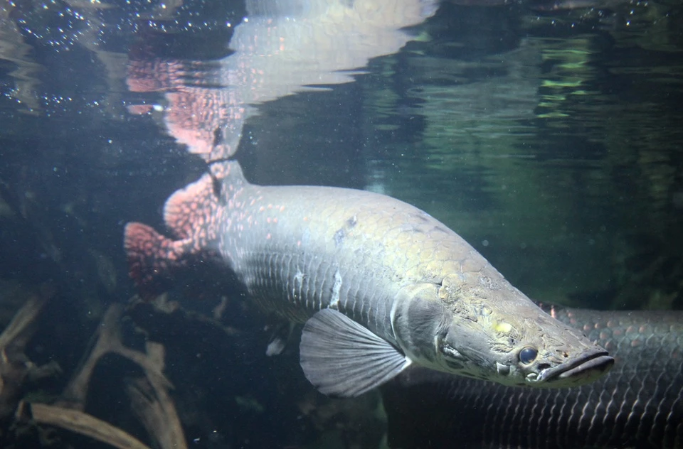 Arapaima là loài cá ăn thịt, được gọi là loài thủy cái khổng lồ ở sông Amazon. Theo tạp chí Bảo tồn Thủy sản thế giới, khi trưởng thành, cá có chiều dài trung bình khoảng 2,5 m. Cá thể dài nhất mà con người phát hiện đạt 4,52 m trong khi con nặng nhất lên tới 200 kg.