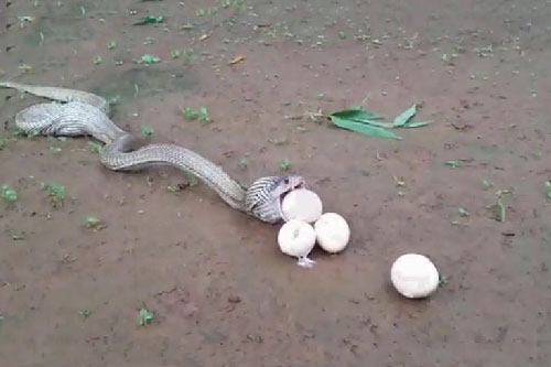 “Dựng tóc gáy” trước cảnh rắn hổ mang chúa nôn ra trứng