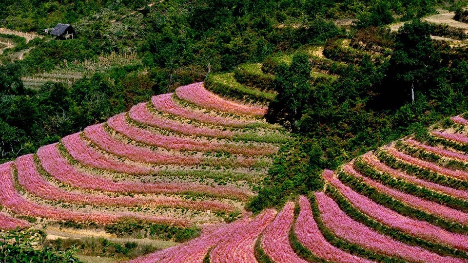 Theo Cổng thông tin Du lịch Hà Giang, thung lũng Sủng Là, thuộc xã Sủng Là, huyện Đồng Văn nằm giữa những dãy núi đá tai mèo nhấp nhô, thâm sẫm một màu, những ngôi nhà vững chãi với mái đã phai màu thời gian. Người Hà Giang gọi Sủng Là là “ốc đảo”, bởi nơi đây nằm gọn trong cao nguyên đá Đồng Văn. Còn du khách thập phương gọi Sủng Là là “đóa hoa hồng” của cao nguyên đá. Ảnh: Dulichhagiang.vn.