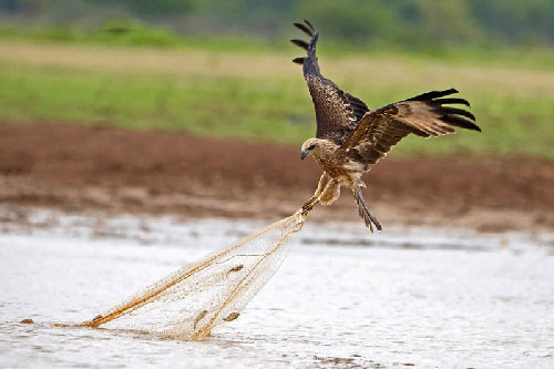 Chùm ảnh chú diều lửa láu cá trộm lưới của ngư dân