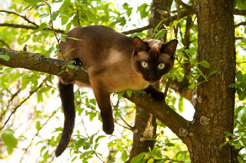 Chùm ảnh đẹp về mèo xiêm