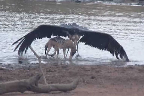 Màn săn giết cò ngoạn mục của chó rừng