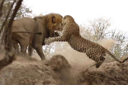 Màn đại chiến bất phân thắng bại của sư tử và báo đốm