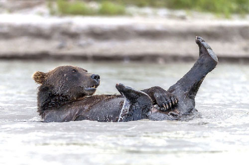 Phì cười với cảnh gấu nâu “tắm tiên”