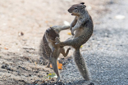Màn biểu diễn kungfu bất phân thắng bại của hai chú sóc nhỏ