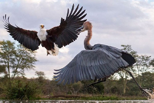 Chủm ảnh ấn tượng: Khỉ tắm nước nóng, hải cẩu xám cười “tít mắt”