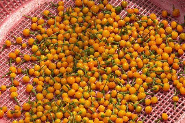 CLIP: Loại ớt đắt nhất thế giới được người Việt đem tặng miễn phí