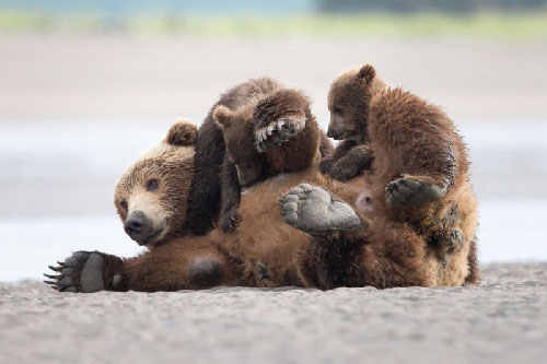 “Chết lịm” trước khoảnh khắc ngọt ngào về tình mẫu tử của gấu nâu