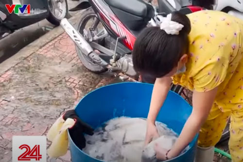 CLIP: 'Sốc' khi phát hiện cách làm trắng con mực để bán ra thị trường