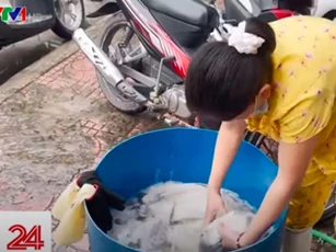 CLIP: 'Sốc' khi phát hiện cách làm trắng con mực để bán ra thị trường