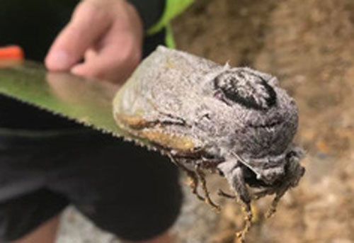 Loài bướm đêm khổng lồ này nặng tới mức không thể tự bay, con cái chỉ nằm chờ con đực tìm thấy mình