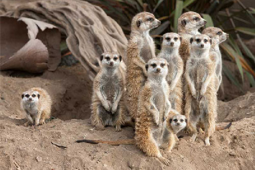 Mê mẩn trước chùm ảnh đẹp về cầy Meerkat