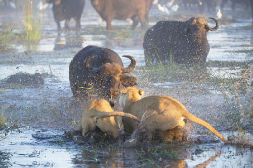 Hai con sư tử chết thảm dưới cặp sừng sắc nhọn của trâu rừng