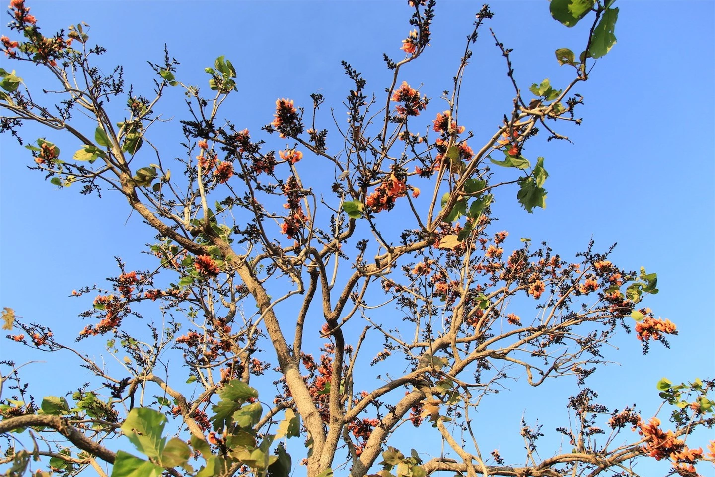 Ngắm loài hoa 'độc nhất vô nhị' ở Tây Nguyên ảnh 10