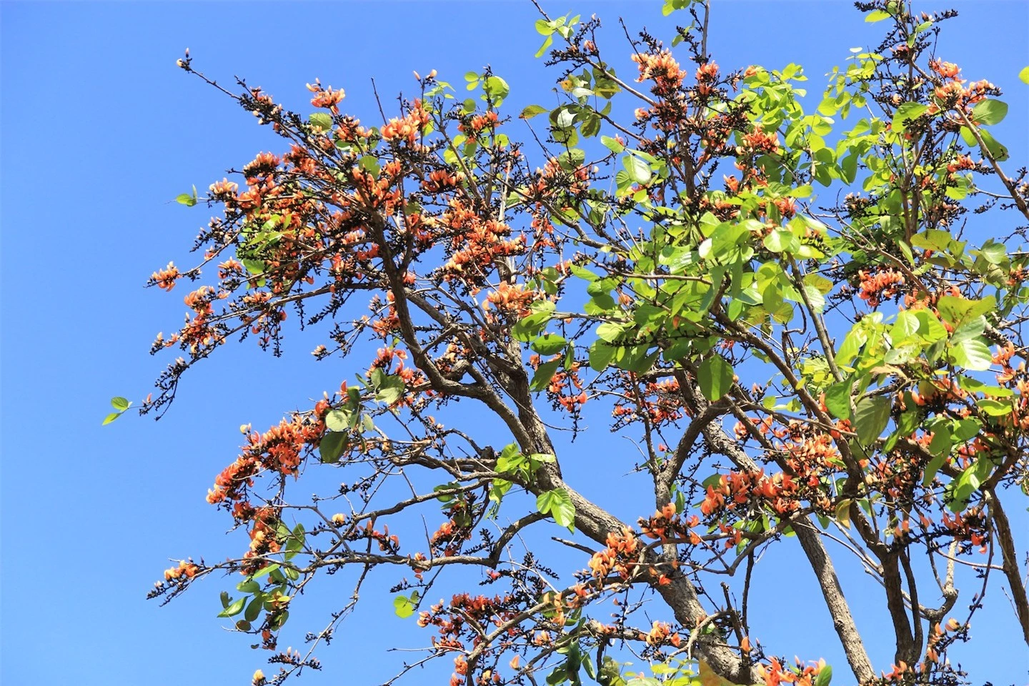 Ngắm loài hoa 'độc nhất vô nhị' ở Tây Nguyên ảnh 2