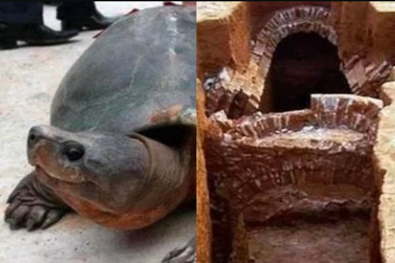 Chuyện lạ giới khảo cổ: Khai quật ngôi mộ đóng kín suốt 2.000 năm, một "cụ" rùa lớn bò ra làm chuyên gia ngỡ ngàng